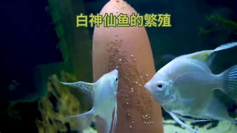 神仙魚產卵幾天孵化|神仙鱼卵多长时间孵化